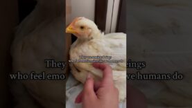Chicken Rescue