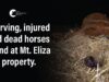 Dead Horses Found at the Property of Ex-horse Trainer Maxine Fraser | Mt. Eliza Horses