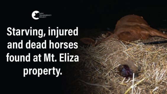 Dead Horses Found at the Property of Ex-horse Trainer Maxine Fraser | Mt. Eliza Horses