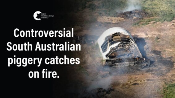 Hundreds of Pigs Burn Alive in Dublin Piggery Fire | Shut Down Andgar Piggery