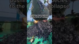 Real Facts About The Fishing Industry