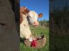 Ronjas 3. Geburtstag