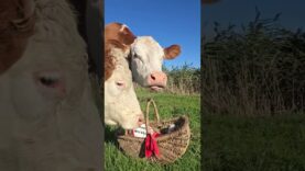 Ronjas 3. Geburtstag