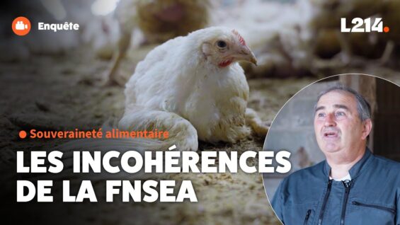 Souveraineté alimentaire : les incohérences de la FNSEA
