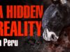 THEY FEEL: A Look Inside A Slaughterhouse – Animal Save Movement’s Groundbreaking Investigation