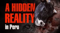 THEY FEEL: A Look Inside A Slaughterhouse – Animal Save Movement’s Groundbreaking Investigation