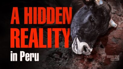 THEY FEEL: A Look Inside A Slaughterhouse – Animal Save Movement’s Groundbreaking Investigation