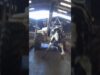 This Mother Cow Was Shot for Failing to Stand: Animal Equality