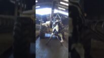 This Mother Cow Was Shot for Failing to Stand: Animal Equality