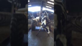 This Mother Cow Was Shot for Failing to Stand: Animal Equality