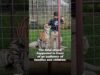 Tiger Abuser Ryan Easley was Fatally Attacked by a Tiger in front of his Family and Onlookers
