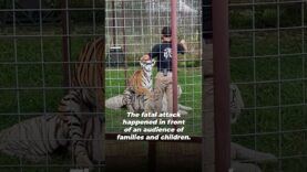 Tiger Abuser Ryan Easley was Fatally Attacked by a Tiger in front of his Family and Onlookers