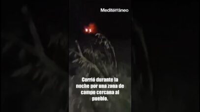 Un TORO EMBOLADO ESCAPA del recinto en JÉRICA (Castellón)