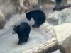 Bears Trapped in A Concrete Pit