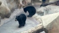 Bears Trapped in A Concrete Pit