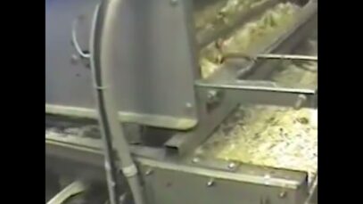 Exposing Cruelty: Inside a North Carolina turkey hatchery