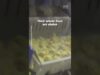 PETA Asia’s new investigation captures the inner workings of an Australian hatchery