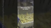 PETA Asia’s new investigation captures the inner workings of an Australian hatchery