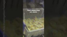 PETA Asia’s new investigation captures the inner workings of an Australian hatchery