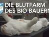 Undercover Einsatz beweist Tierleid für SIEMENS – Blutfarm des Bio Bauern // SOKO Tierschutz e.V.