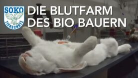 Undercover Einsatz beweist Tierleid für SIEMENS – Blutfarm des Bio Bauern // SOKO Tierschutz e.V.