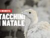 I tacchini di Natale