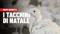 I tacchini di Natale