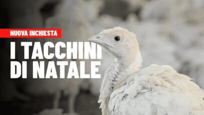 I tacchini di Natale