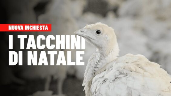 I tacchini di Natale