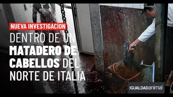 7 meses infiltrados: investigación en un matadero de caballos del norte de Italia