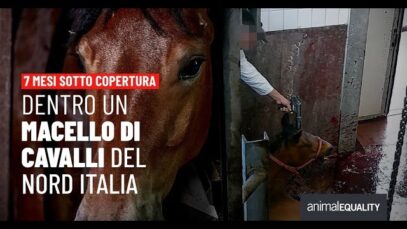 7 mesi sotto copertura: inchiesta in un macello di cavalli nel nord Italia