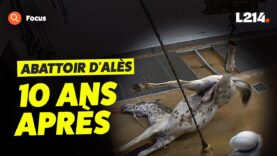 Abattoir d’Alès : la vérité, dix ans plus tard