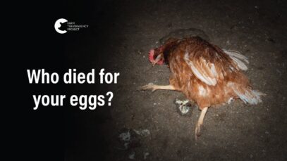 Main   Barn Lethbridge