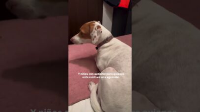 Así SUFREN los ANIMALES por la PIROTECNIA