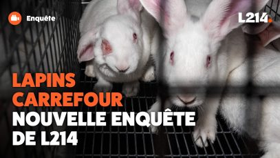 Carrefour : les images exclusives d’un élevage “Filière Qualité”