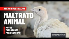 MALTRATO ANIMAL EN GRANJA DE PAVOS VINCULADA A LA MULTINACIONAL BRF