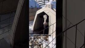 New Mercy For Animals footage reveals the “before and after” of Winter Storm Fern on a dairy farm.