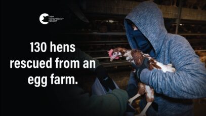 Rescuers liberate hens from egg farm | Animals Are Not Property