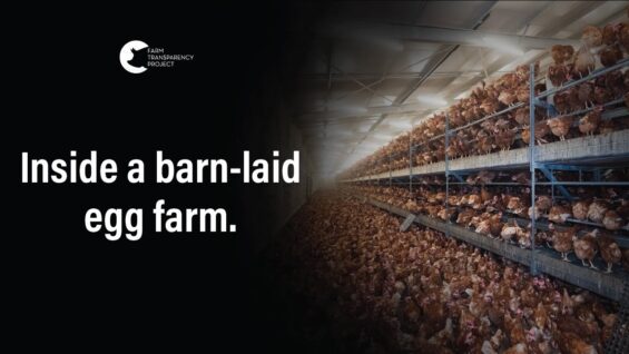 Tens of Thousands of Hens Packed Together | Bridgewater Estate Eggs