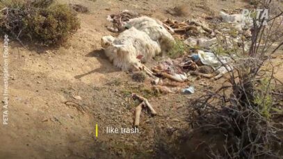 Terrified Goats Beaten, Dragged, and Left Bleeding in ‘humane’ Mohair Industry