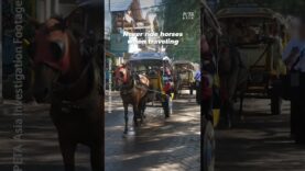 Across the world, horses are forced to carry heavy loads, perform, and race until they break down.