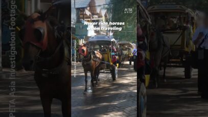 Across the world, horses are forced to carry heavy loads, perform, and race until they break down.