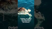 Bycatch: The Dolphins and Turtles Also Killed by Commercial Fishing