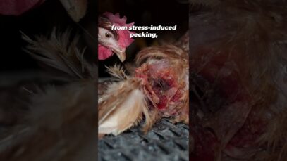 ‘Cage-free’ is NOT What You Think: The Truth About Cage-Free” Eggs