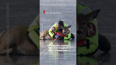 Firefighters Rescue Deer Stranded on Frozen Lake
