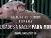 GRANJAS DE CERDOS EN ESPAÑA: OBLIGADOS A NACER PARA MORIR