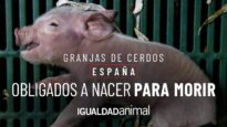 GRANJAS DE CERDOS EN ESPAÑA: OBLIGADOS A NACER PARA MORIR