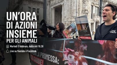 LIVE: Un’ora di azioni per gli animali con Animal Equality