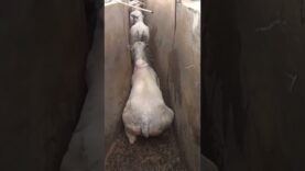 Lose your appetite for beef in 60 seconds.