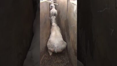 Lose your appetite for beef in 60 seconds.